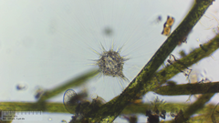 Raphidocystis pallida