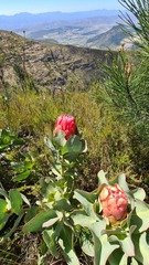 Protea grandiceps