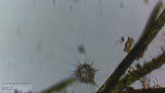 Raphidocystis pallida