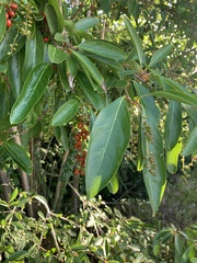 Citharexylum spinosum