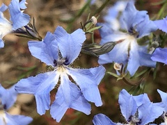 Lechenaultia biloba