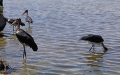 Leptoptilos crumenifer