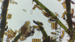 Achnanthes inflata