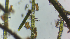 Achnanthes inflata