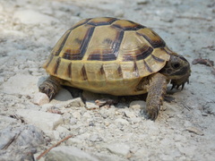 Testudo graeca