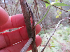Leichhardtia longiloba