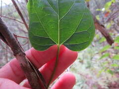 Leichhardtia longiloba