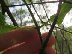 Leichhardtia longiloba