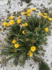 Berkheya barbata