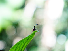 Trachelophorus giraffa