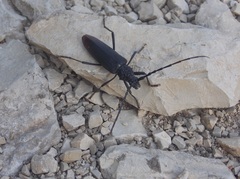 Cerambyx cerdo