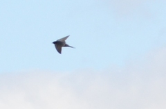 Hirundo rustica