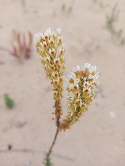 Hebenstretia integrifolia