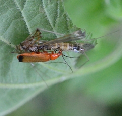 Rhagonycha fulva