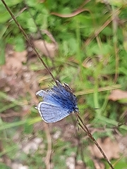 Polyommatus