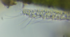 Chaetonotus