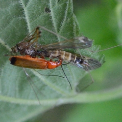 Rhagonycha fulva