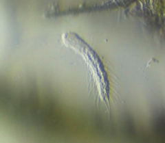 Chaetonotus