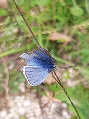 Polyommatus