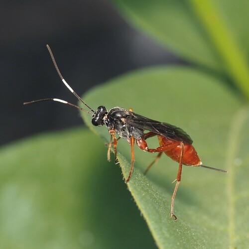 Diapetimorpha introita
