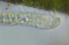Chaetonotus