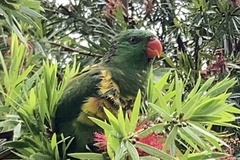 Trichoglossus chlorolepidotus