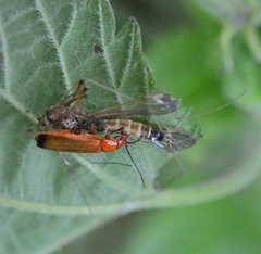 Rhagonycha fulva