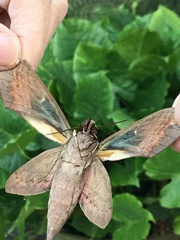 Eumorpha fasciatus