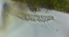 Chaetonotus