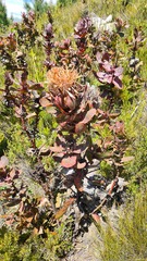 Protea eximia