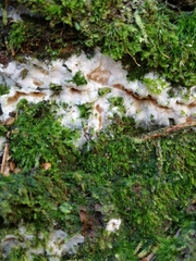 Merulius tremellosus