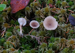 Lactarius griseus