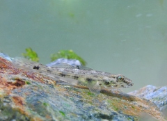 Glossogobius