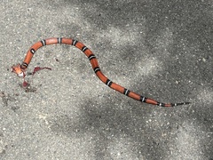 Lampropeltis polyzona