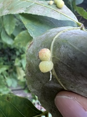 Caryomyia persicoides