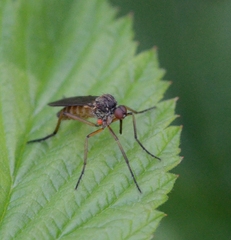 Empis