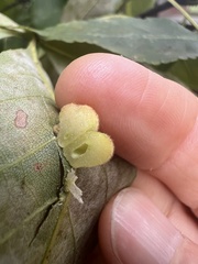 Caryomyia persicoides