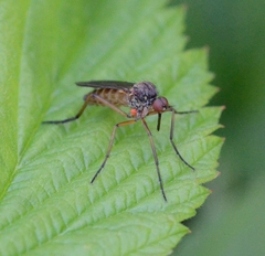 Empis