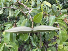 Cryptostegia