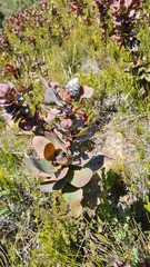 Protea eximia