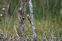 Lepidocolaptes angustirostris