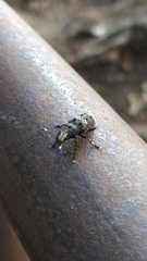 Platystomos albinus