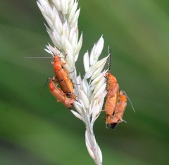 Rhagonycha fulva