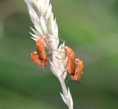 Rhagonycha fulva
