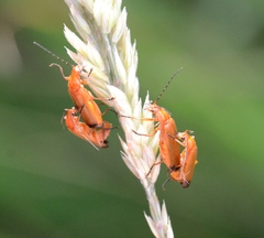Rhagonycha fulva