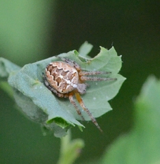 Araneus diadematus