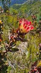 Protea eximia