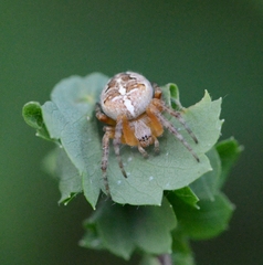 Araneus diadematus