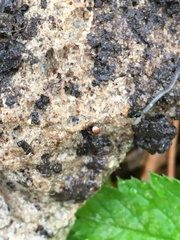 Ixodidae