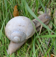 Helix pomatia